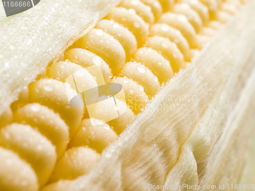 Image of Corn.