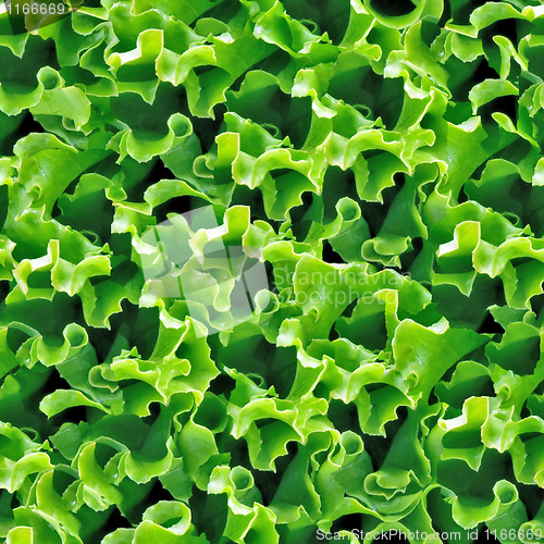 Image of Green lettuce seamless background.
