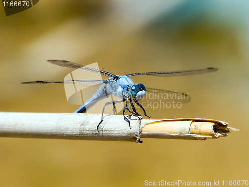Image of Dragonfly.
