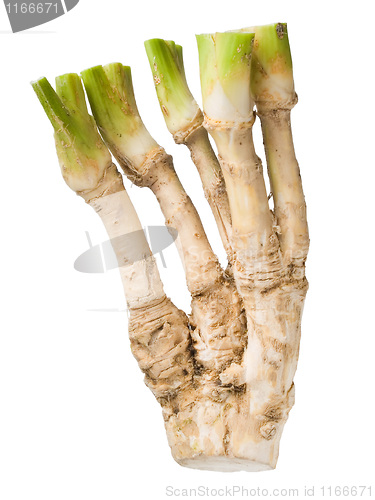 Image of Horseradish.