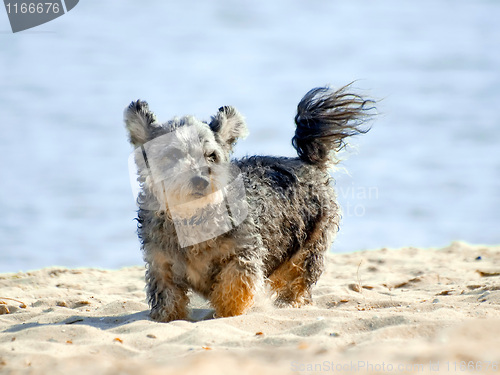 Image of Dog on the beach.