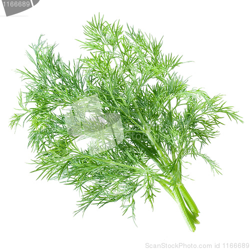 Image of Dill.