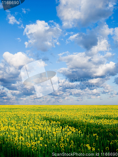 Image of Sunflower field.