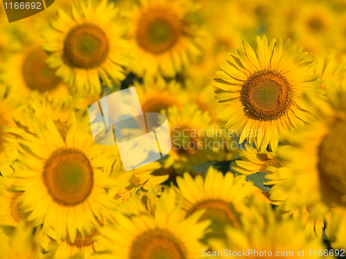 Image of Sunflowers.