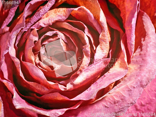 Image of Rose.
