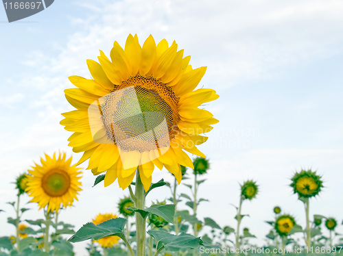 Image of Sunflower.