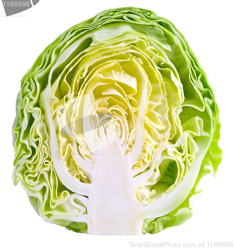 Image of Cabbage.