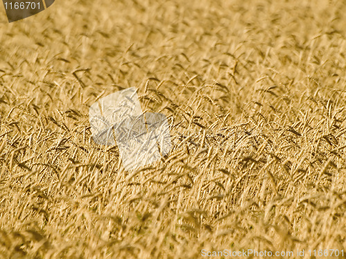 Image of Wheat field.