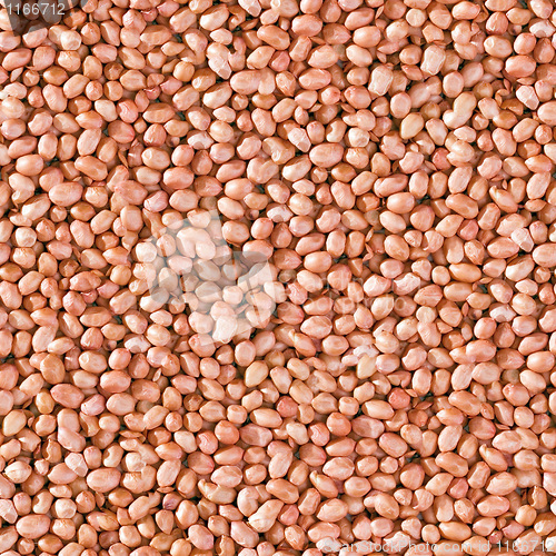 Image of Peanut seamless background.