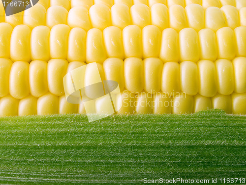 Image of Corn.