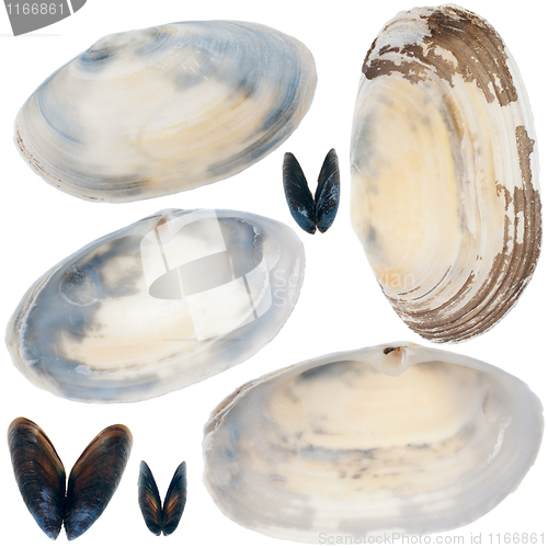 Image of Detailed sea shells