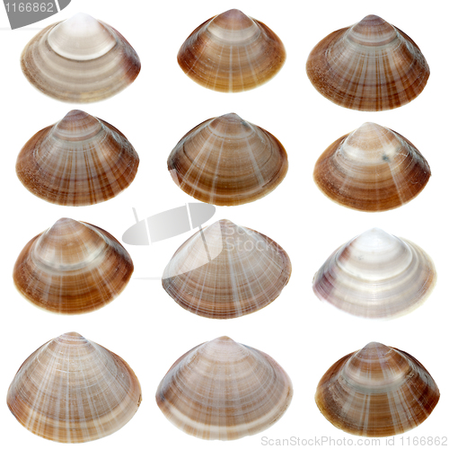 Image of Detailed sea shells