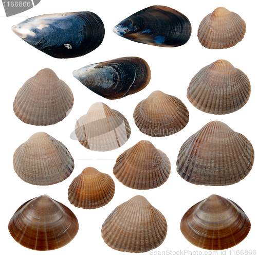 Image of Detailed sea shells