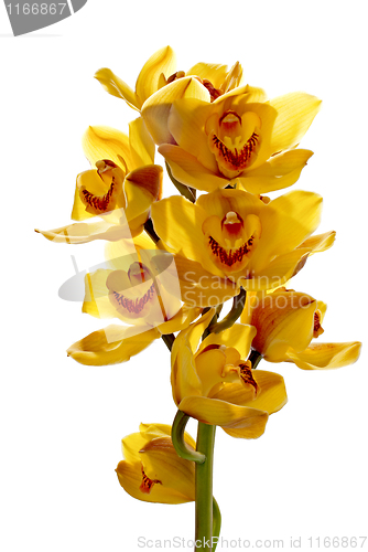 Image of Fresh bright yellow orchid