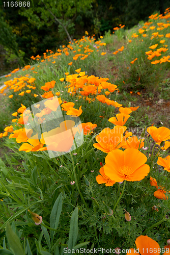 Image of Orange Poppies Field 