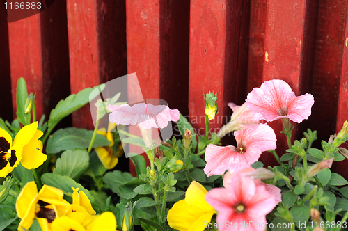 Image of Blooming flowers in spring
