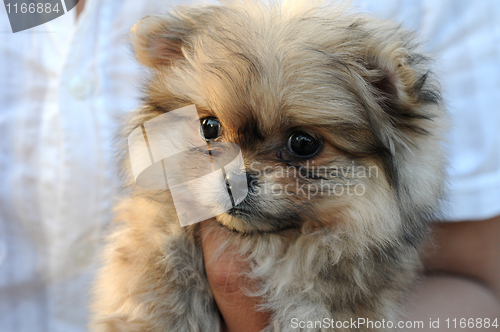 Image of Puppy in hand