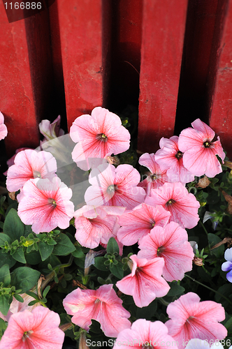 Image of Blooming flowers in spring