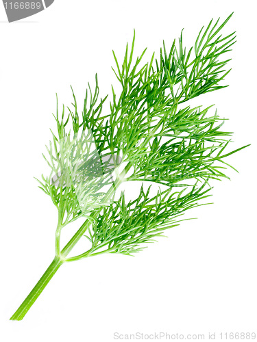 Image of Dill.