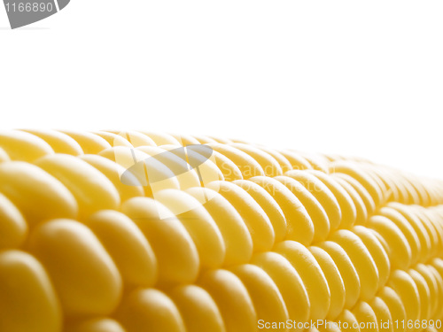 Image of Corn.