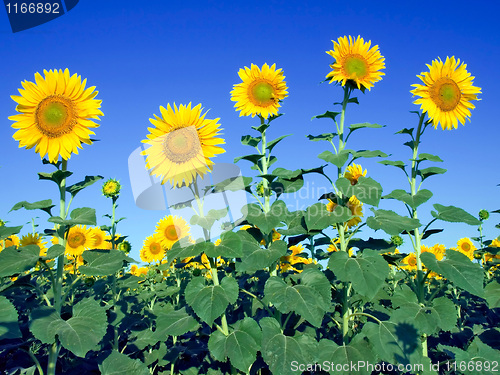 Image of Sunflowers.