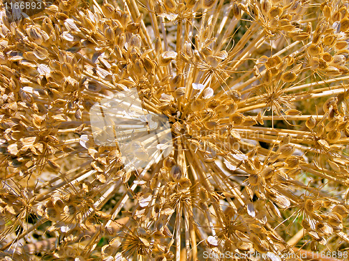 Image of Dried plant.