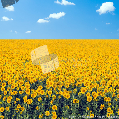 Image of Sunflowers field.