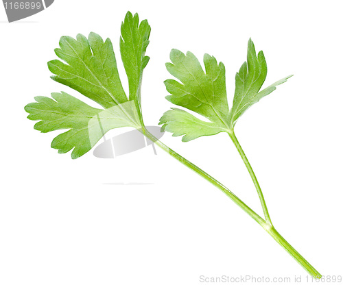 Image of Parsley.