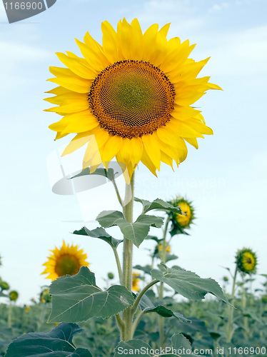 Image of Sunflower.