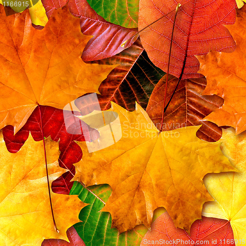 Image of Fall leafs seamless background.