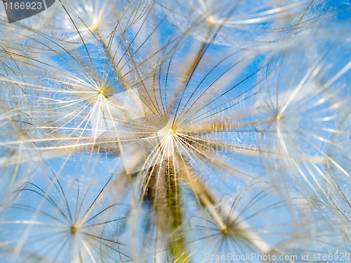 Image of Dandelion.