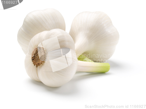 Image of Garlic.