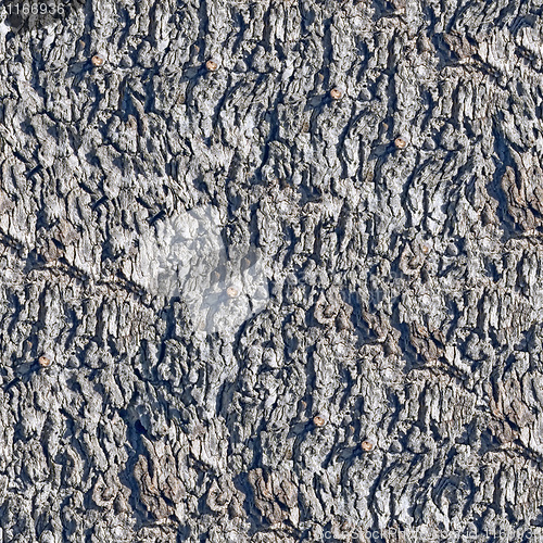 Image of Bark seamless background.