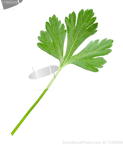 Image of Parsley.