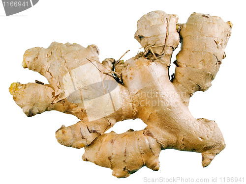 Image of Ginger.
