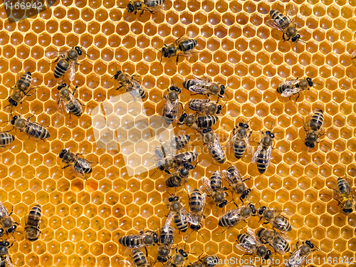 Image of Bees.