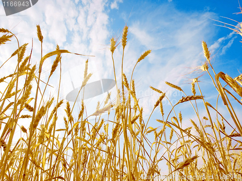 Image of Wheat ears.