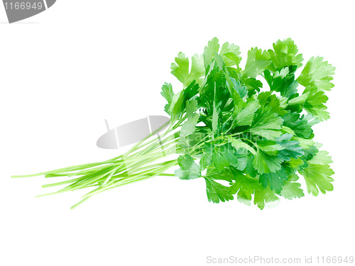 Image of Parsley.