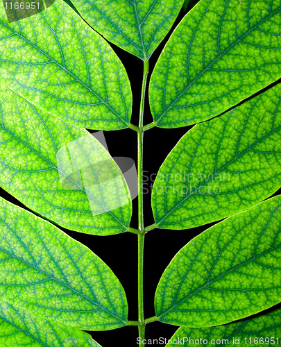 Image of Acacia leaf.