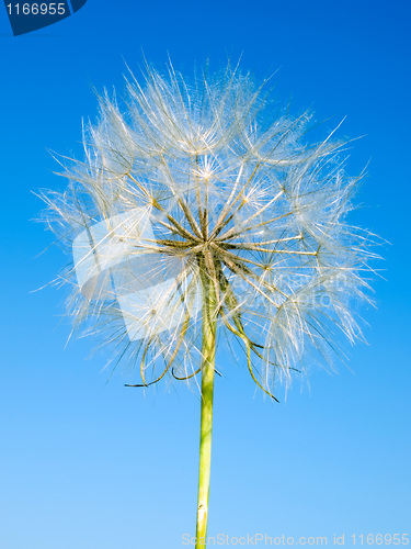 Image of Dandelion.