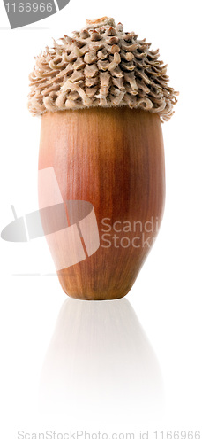 Image of Acorn.