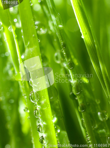 Image of Dew.