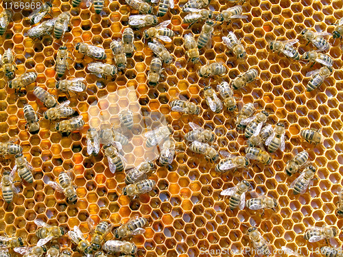 Image of Bees.