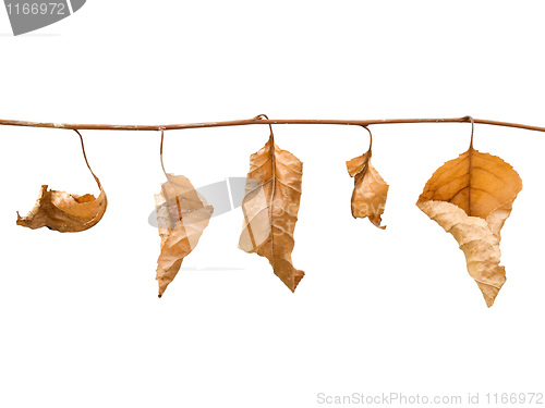 Image of Fall leafs.