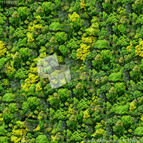 Image of Forest seamless pattern - view from above.