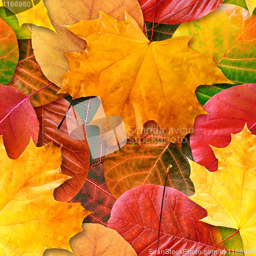 Image of Fall leafs seamless background.