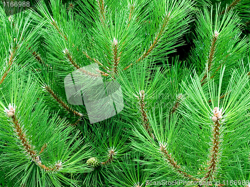 Image of Conifer.