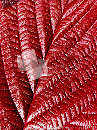 Image of Red leaf.