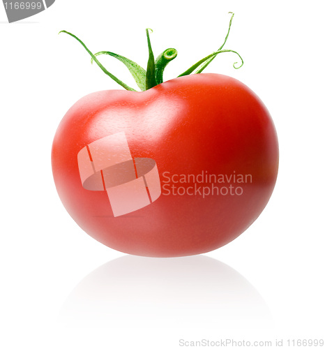 Image of Tomato.