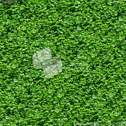 Image of Seamless green grass pattern.